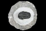 Detailed Gerastos Trilobite Fossil - Morocco #173758-1